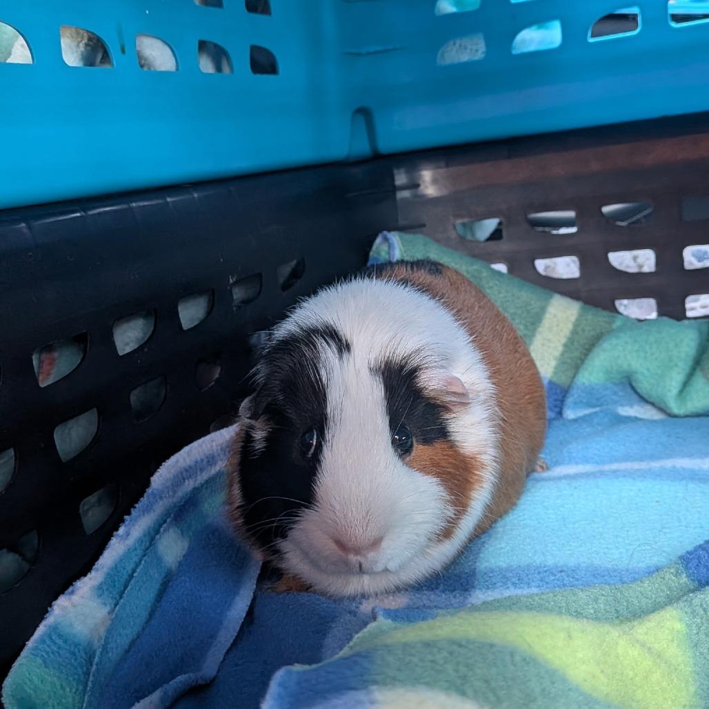 Strudel, Adoptable, Adult Male Guinea Pig.