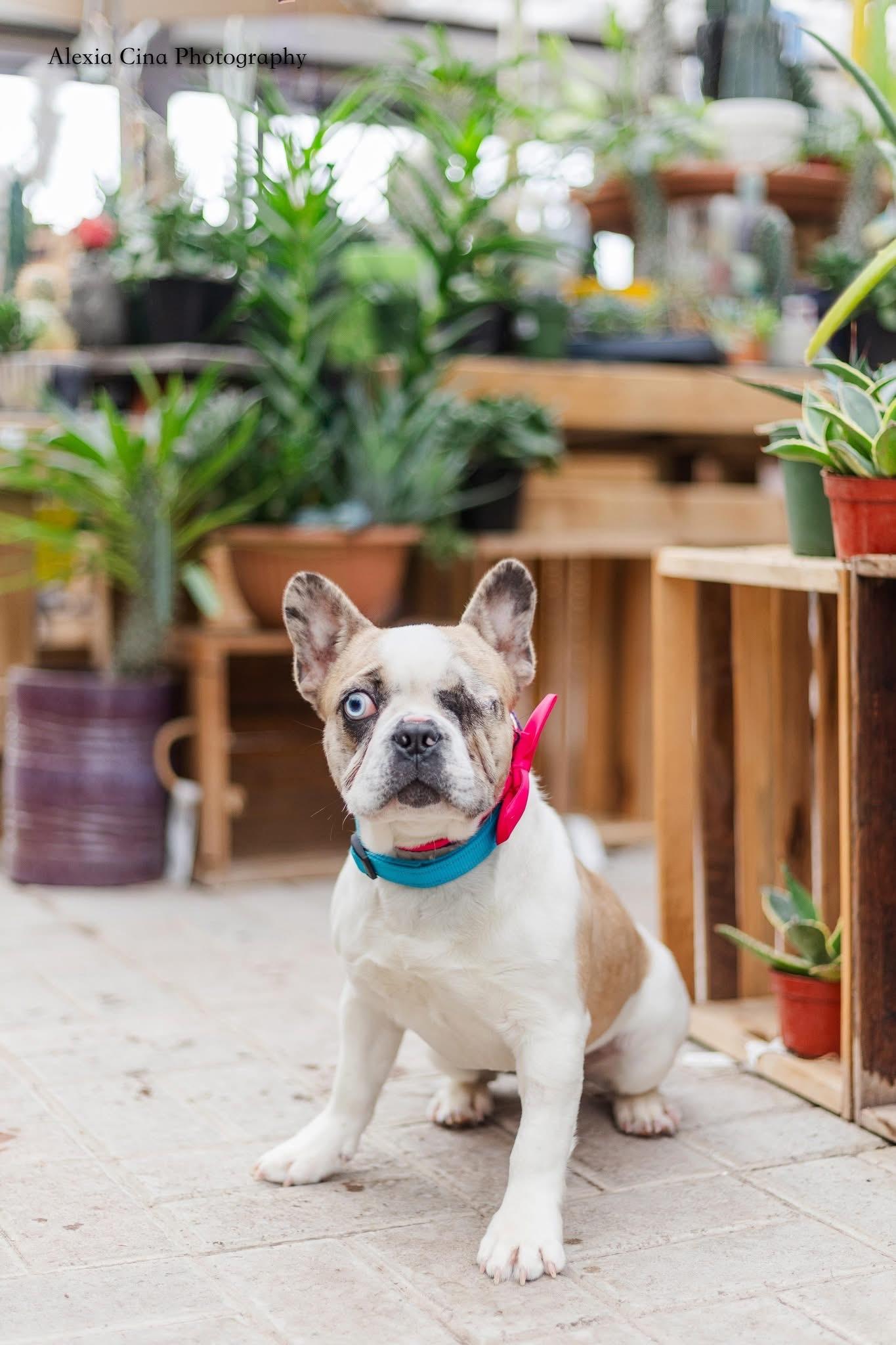 Deacon, a ADOPTABLE French Bulldog in Drumbo, ON image 3/3