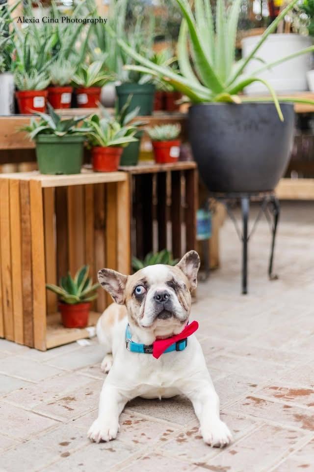 Deacon, a ADOPTABLE French Bulldog in Drumbo, ON image 2/3