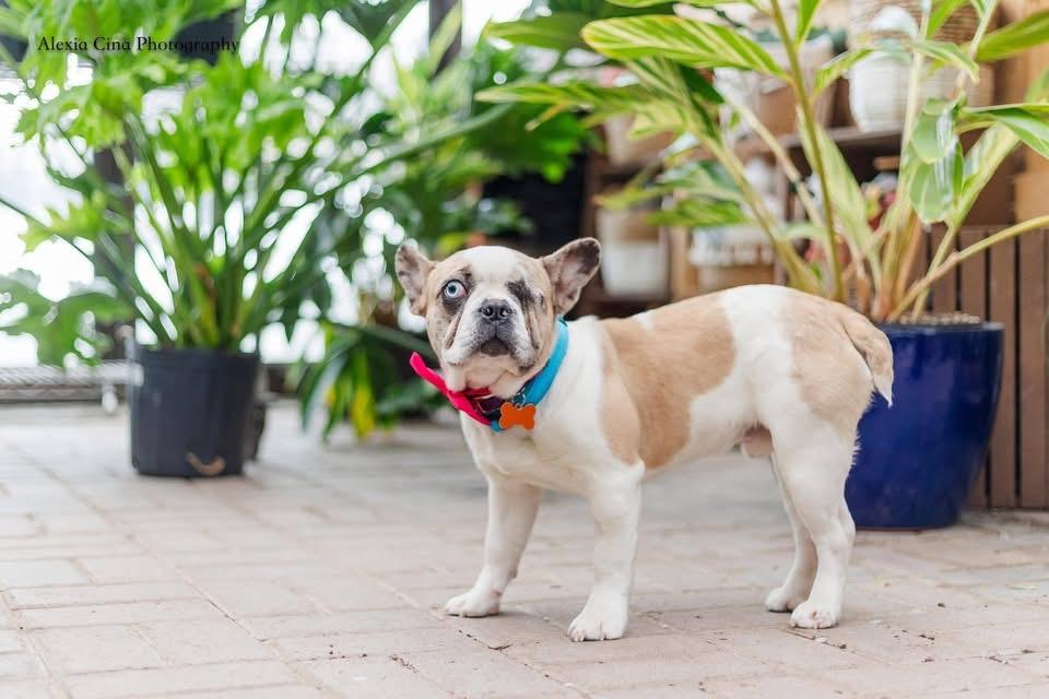 Deacon, a ADOPTABLE French Bulldog in Drumbo, ON image 1/3