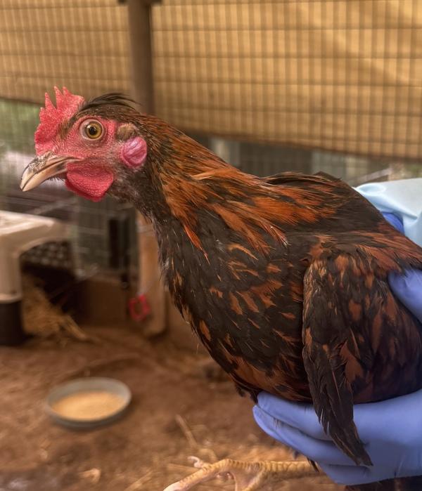 Enlarge While-O, a Adoptable mixed breed in Escondido, CA image 1/1