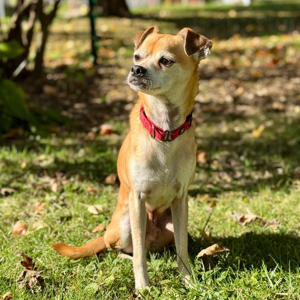 Dillinger, a Adoptable mixed breed in Green Bay, WI image 1/6