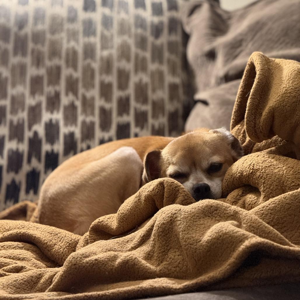 Dillinger, a Adoptable mixed breed in Green Bay, WI image 2/6