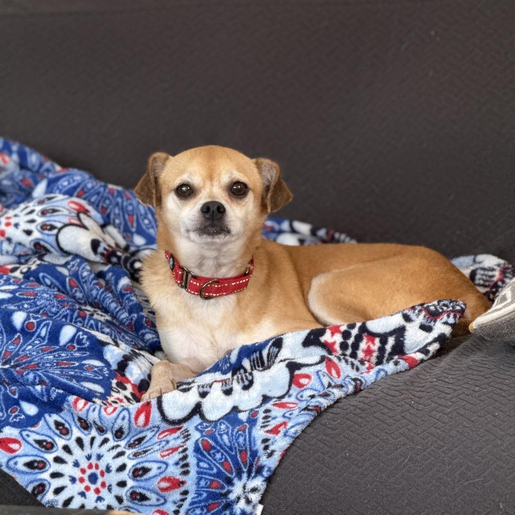 Dillinger, a Adoptable mixed breed in Green Bay, WI image 3/6