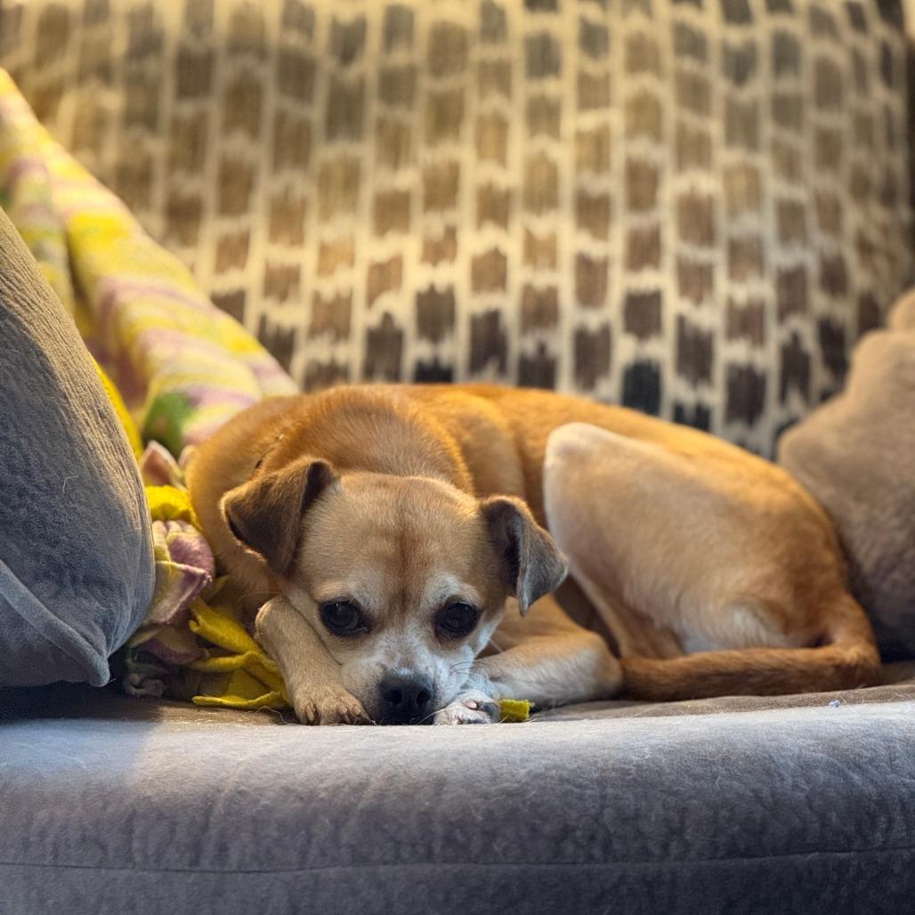 Dillinger, a Adoptable mixed breed in Green Bay, WI image 4/6