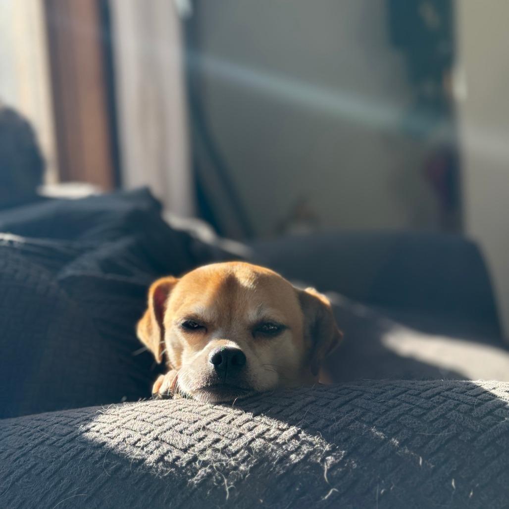 Dillinger, a Adoptable mixed breed in Green Bay, WI image 5/6