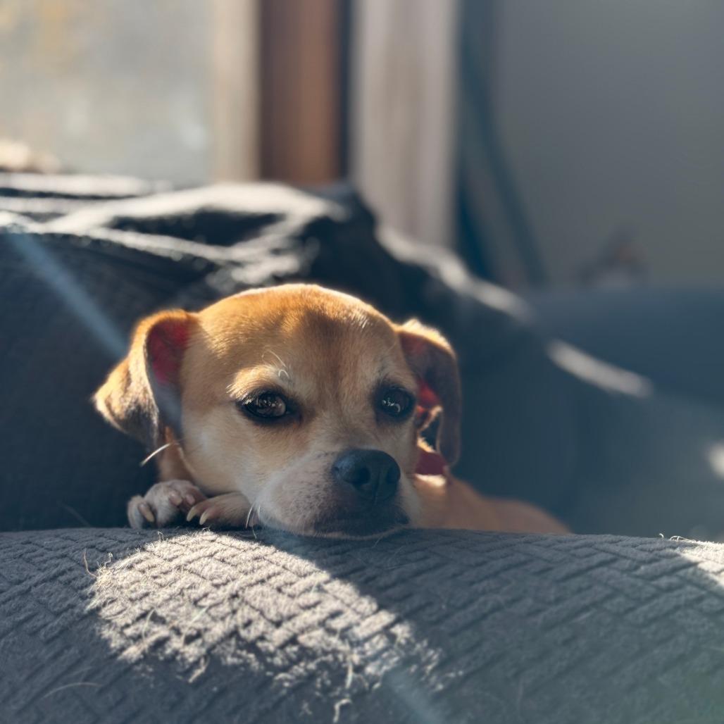 Dillinger, a Adoptable mixed breed in Green Bay, WI image 6/6