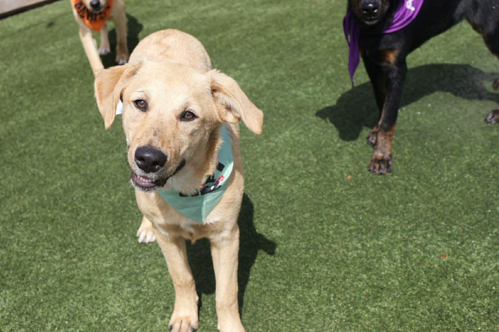 Enlarge Bella, a ADOPTABLE mixed breed in Mobile, AL image 4/4