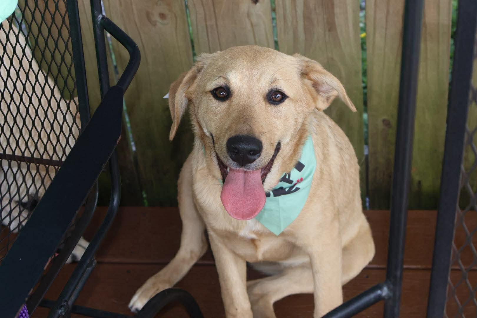 Bella, ADOPTABLE, Puppy Female Australian Shepherd & Hound.