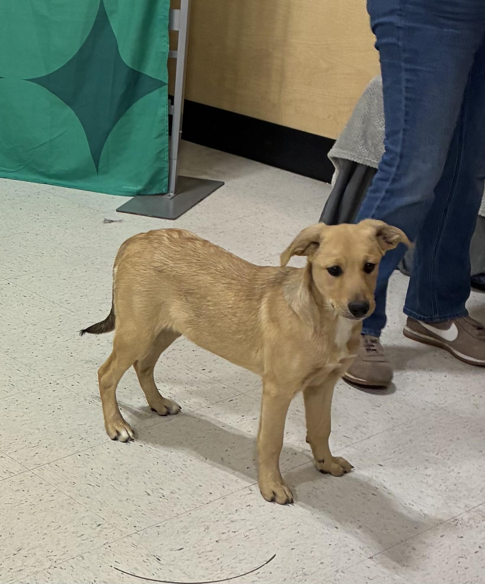 Enlarge Bella, a ADOPTABLE mixed breed in Mobile, AL image 3/4