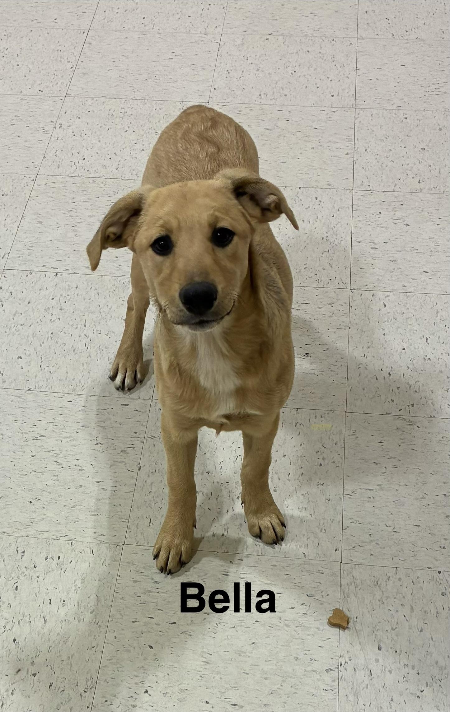 Enlarge Bella, a ADOPTABLE mixed breed in Mobile, AL image 2/4