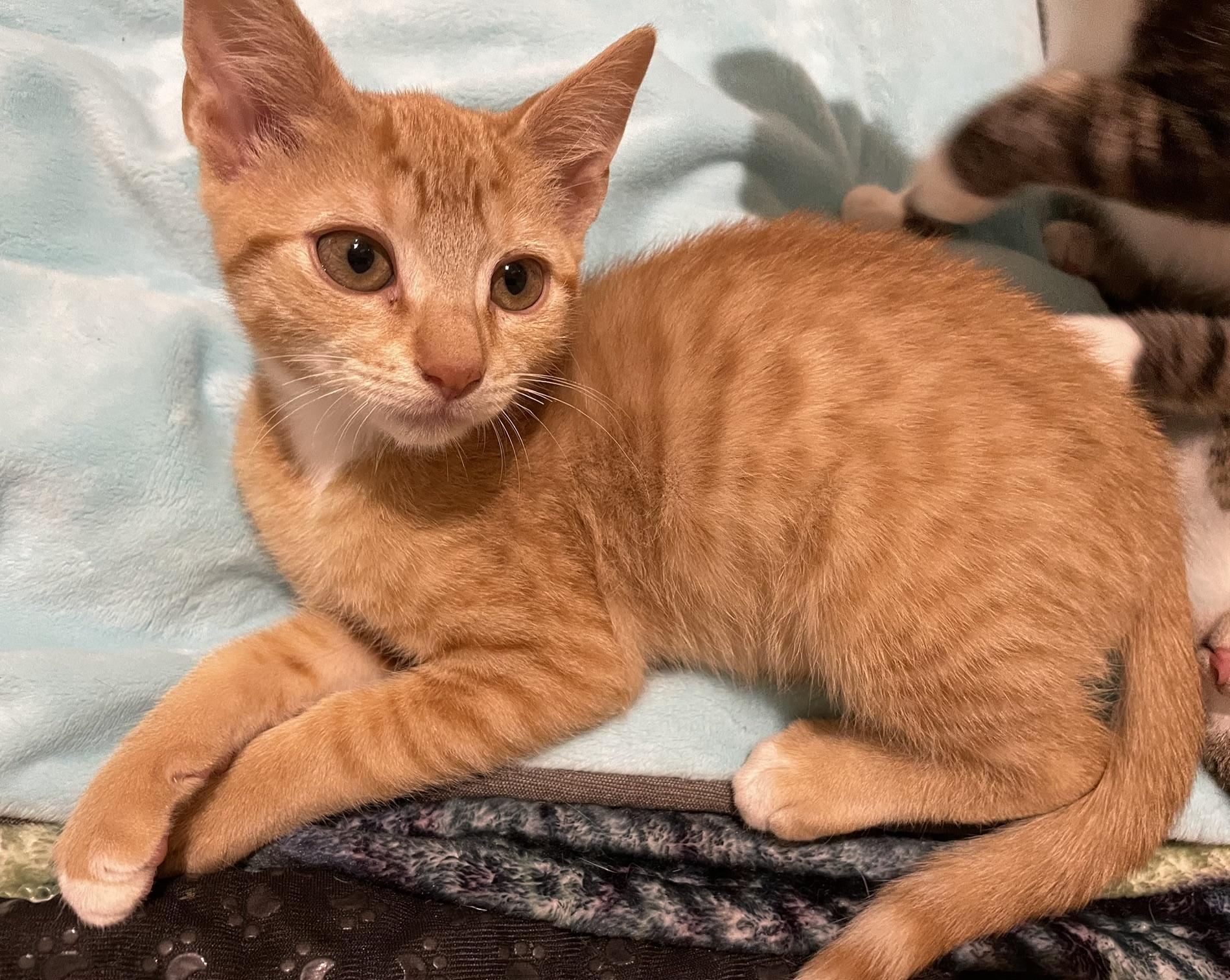 Enlarge Ray, a Adoptable mixed breed in Media, PA image 2/4