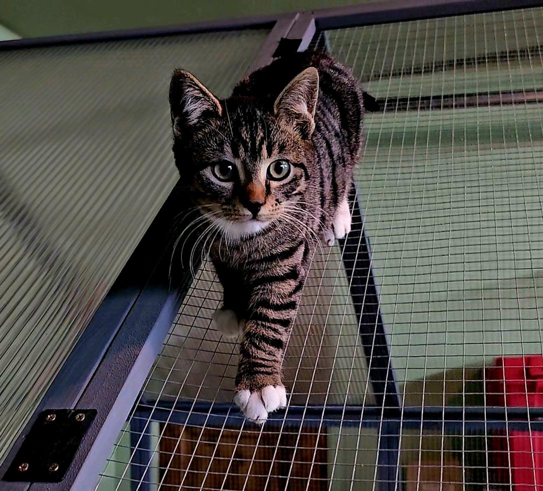 Enlarge Canyon, an adopted Domestic Short Hair in Pinedale, WY image 1/5