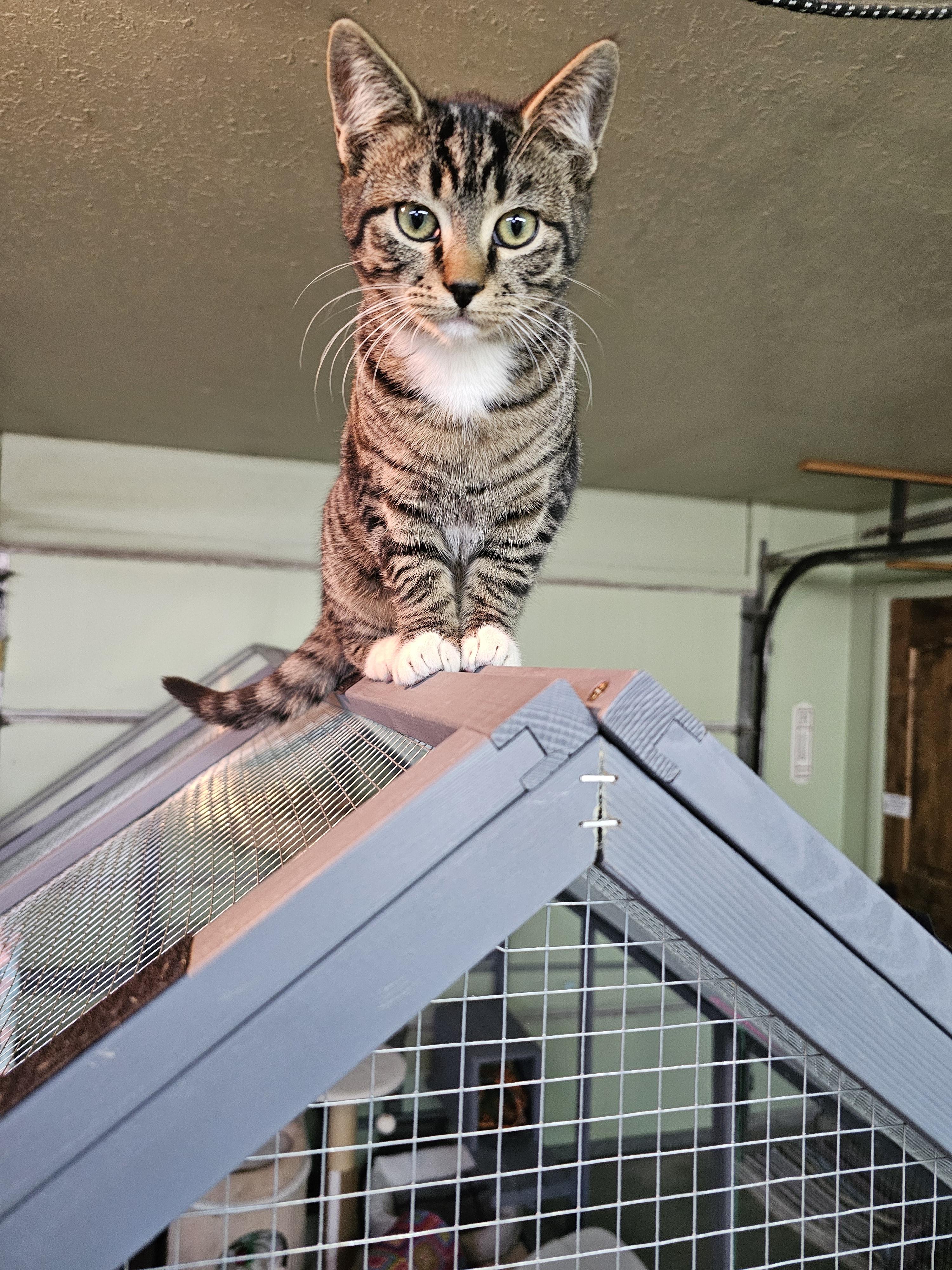 Enlarge Canyon, an adopted Domestic Short Hair in Pinedale, WY image 3/5