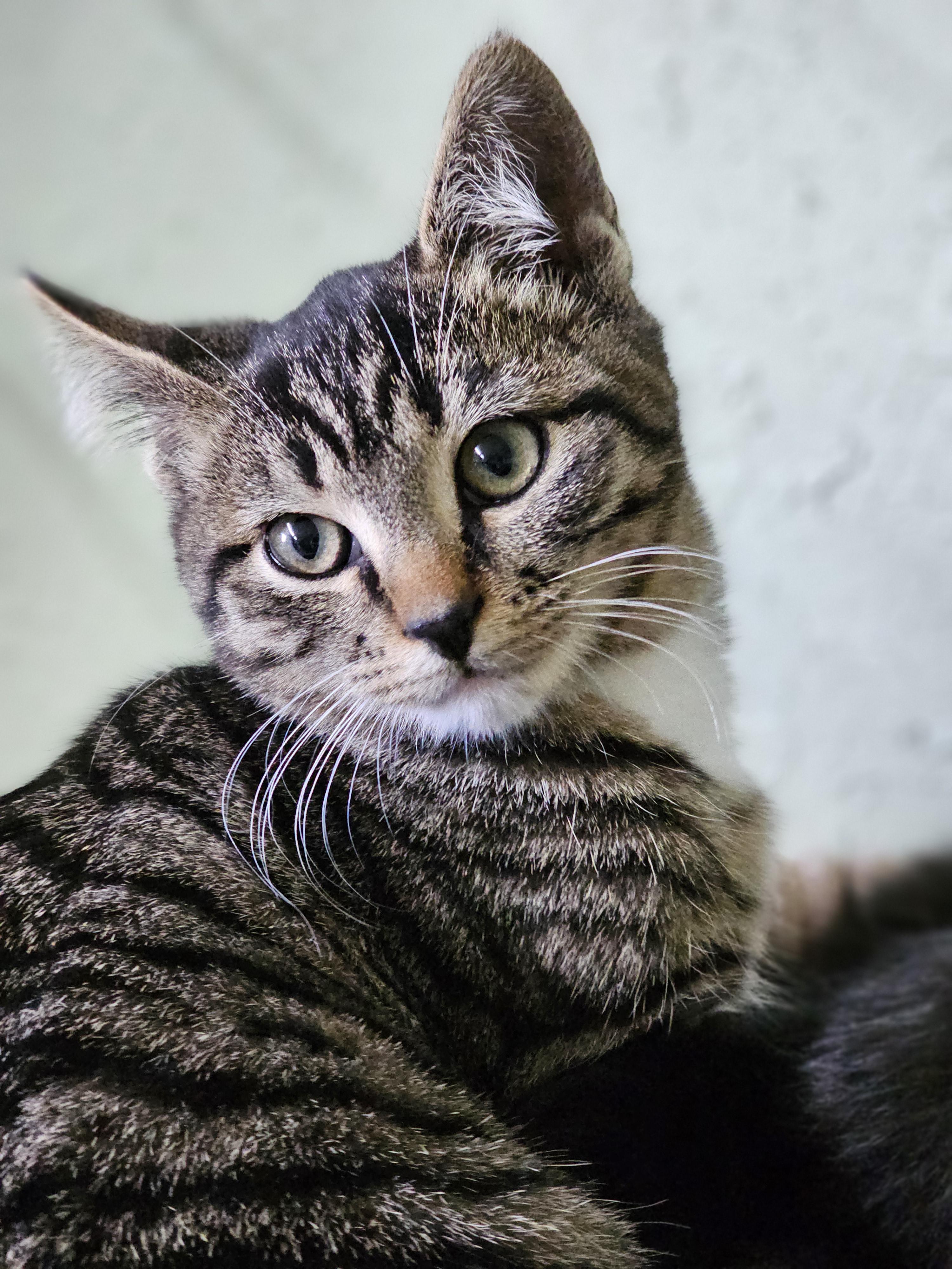 Canyon, an adoptable Domestic Short Hair in Pinedale, WY, 82941 | Photo Image 3