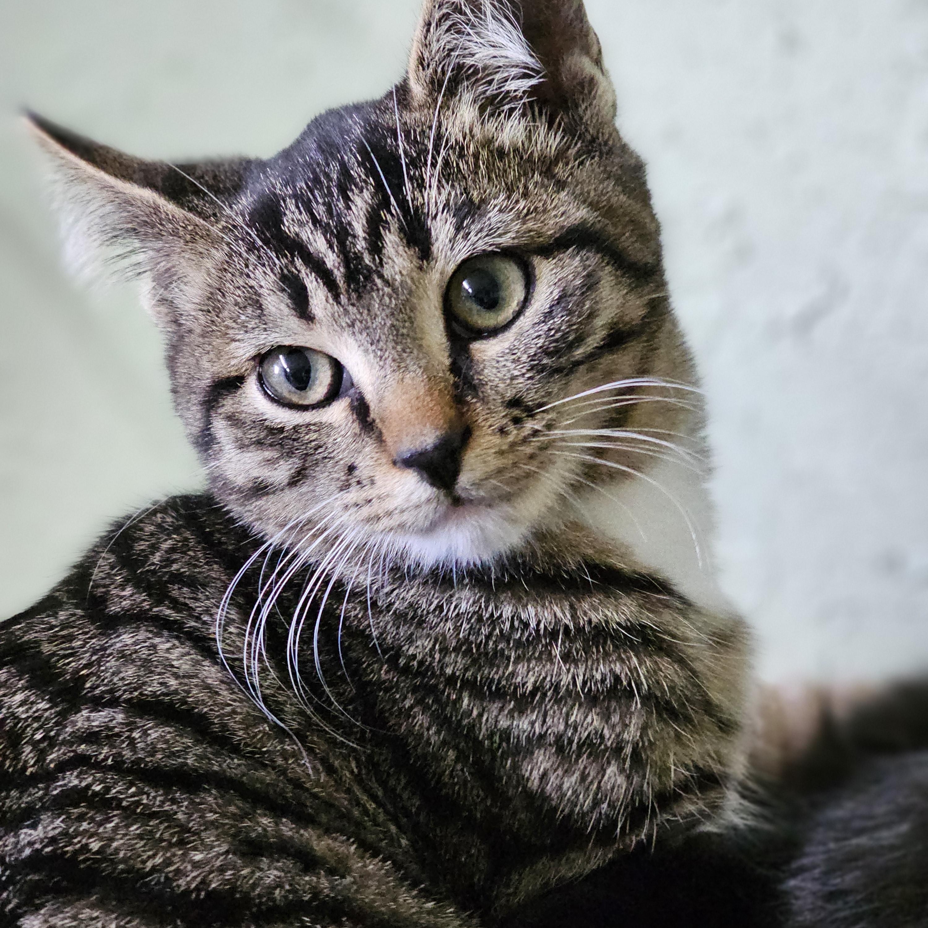 Enlarge Canyon, an adopted Domestic Short Hair in Pinedale, WY image 4/5