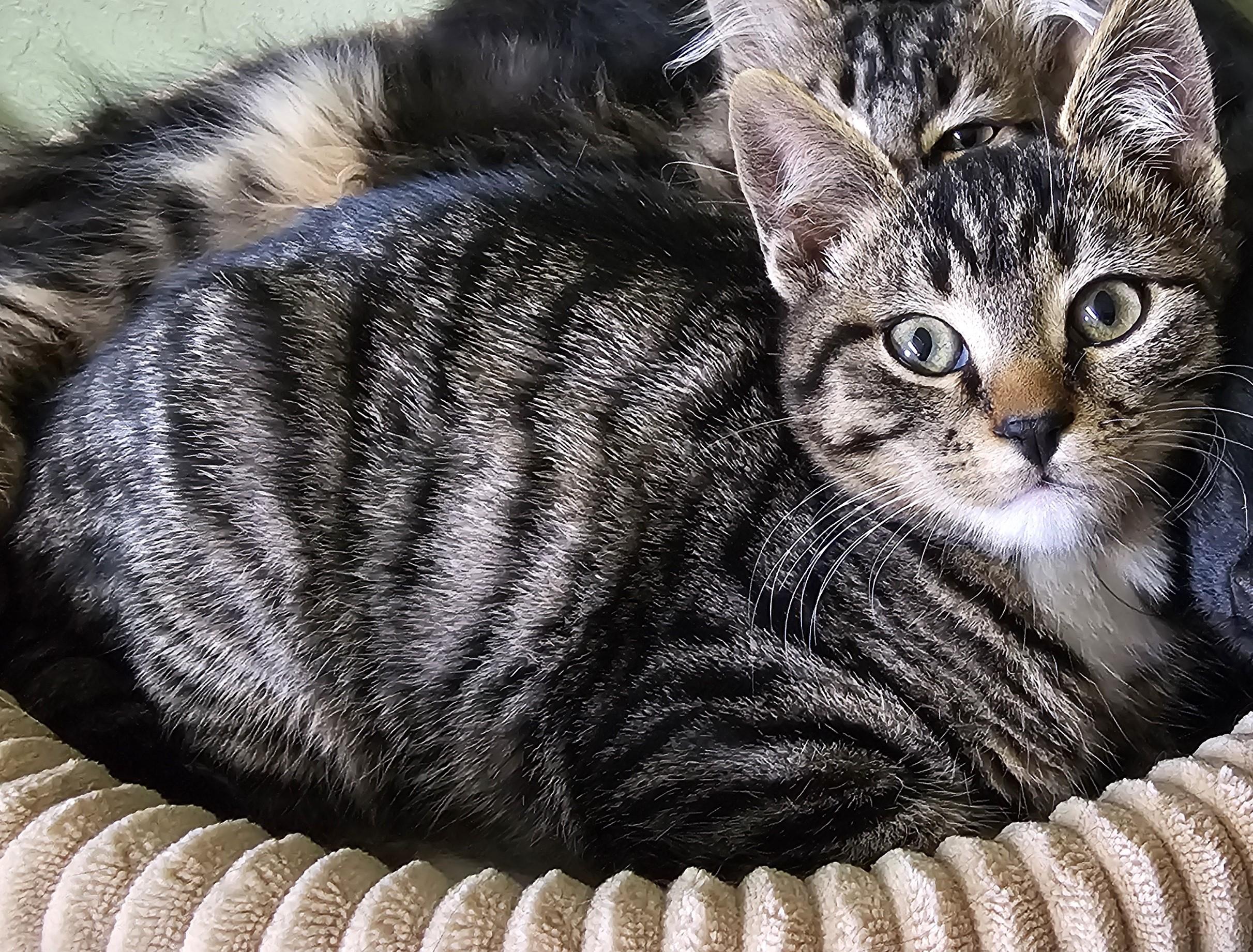 Enlarge Canyon, an adopted Domestic Short Hair in Pinedale, WY image 2/5