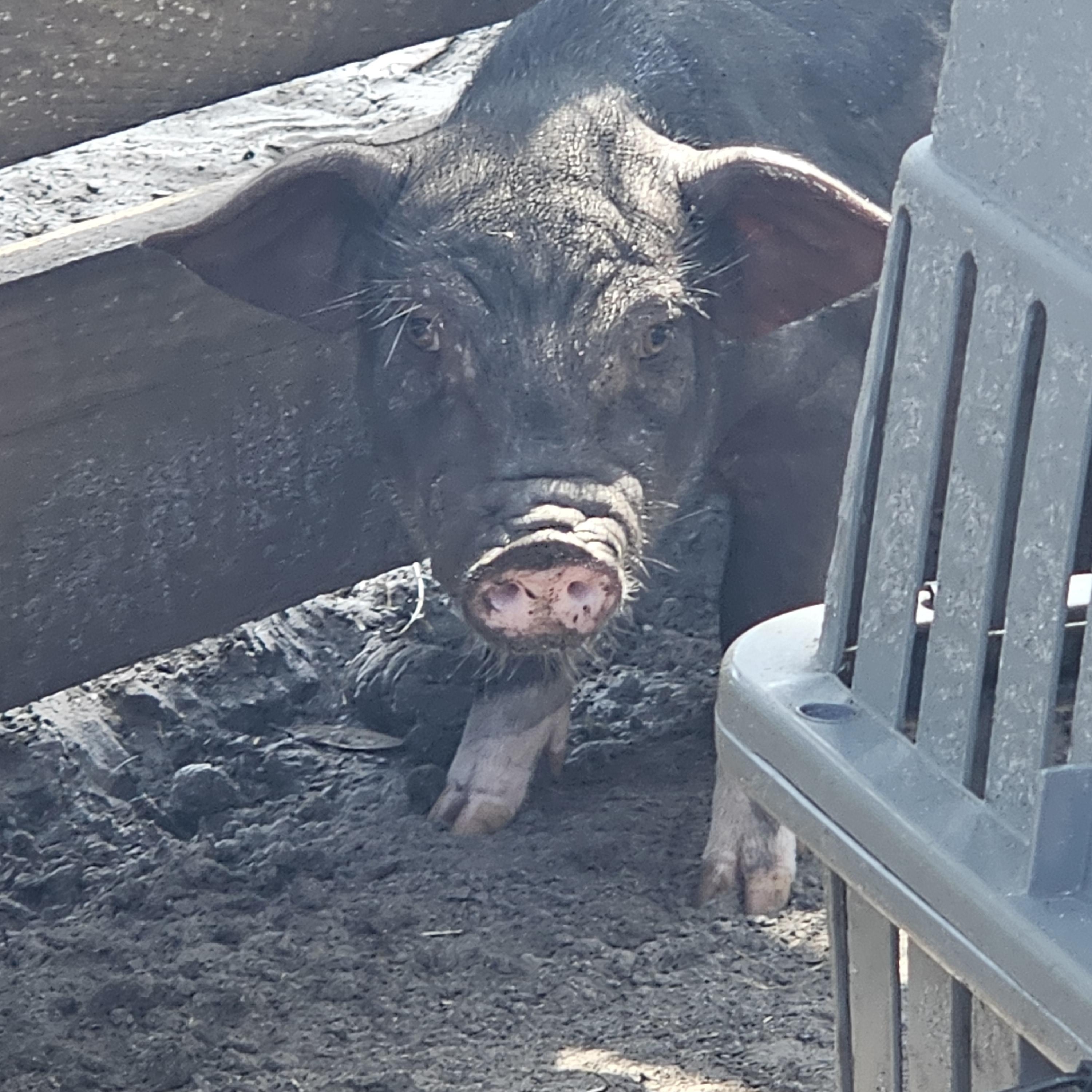 BASHFUL, SLEEPY, SNEEZY, and GRUMPY, an adopted mixed breed in Jacksonville, FL image 1/6
