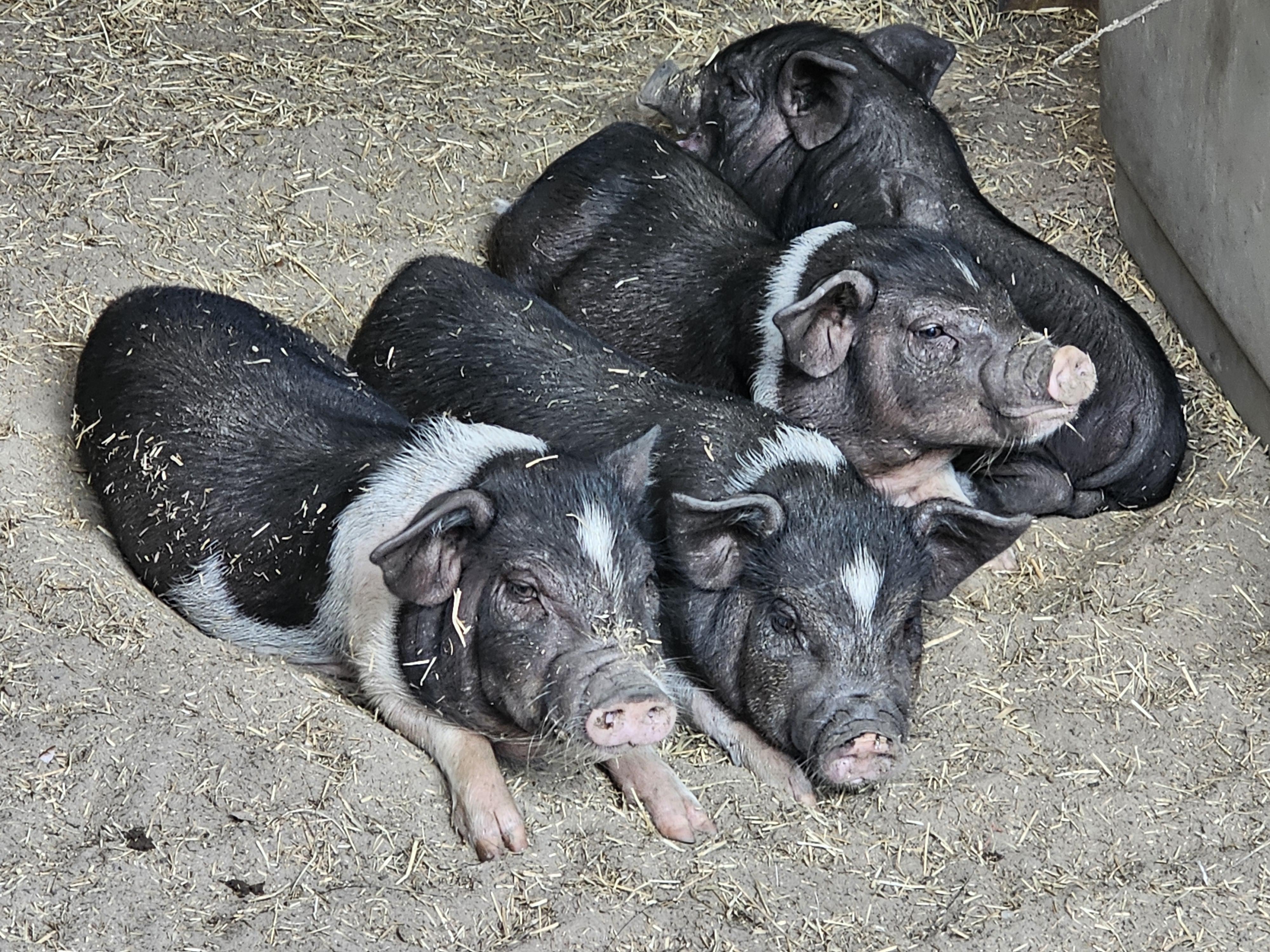 BASHFUL, SLEEPY, SNEEZY, and GRUMPY, an adopted mixed breed in Jacksonville, FL image 2/6