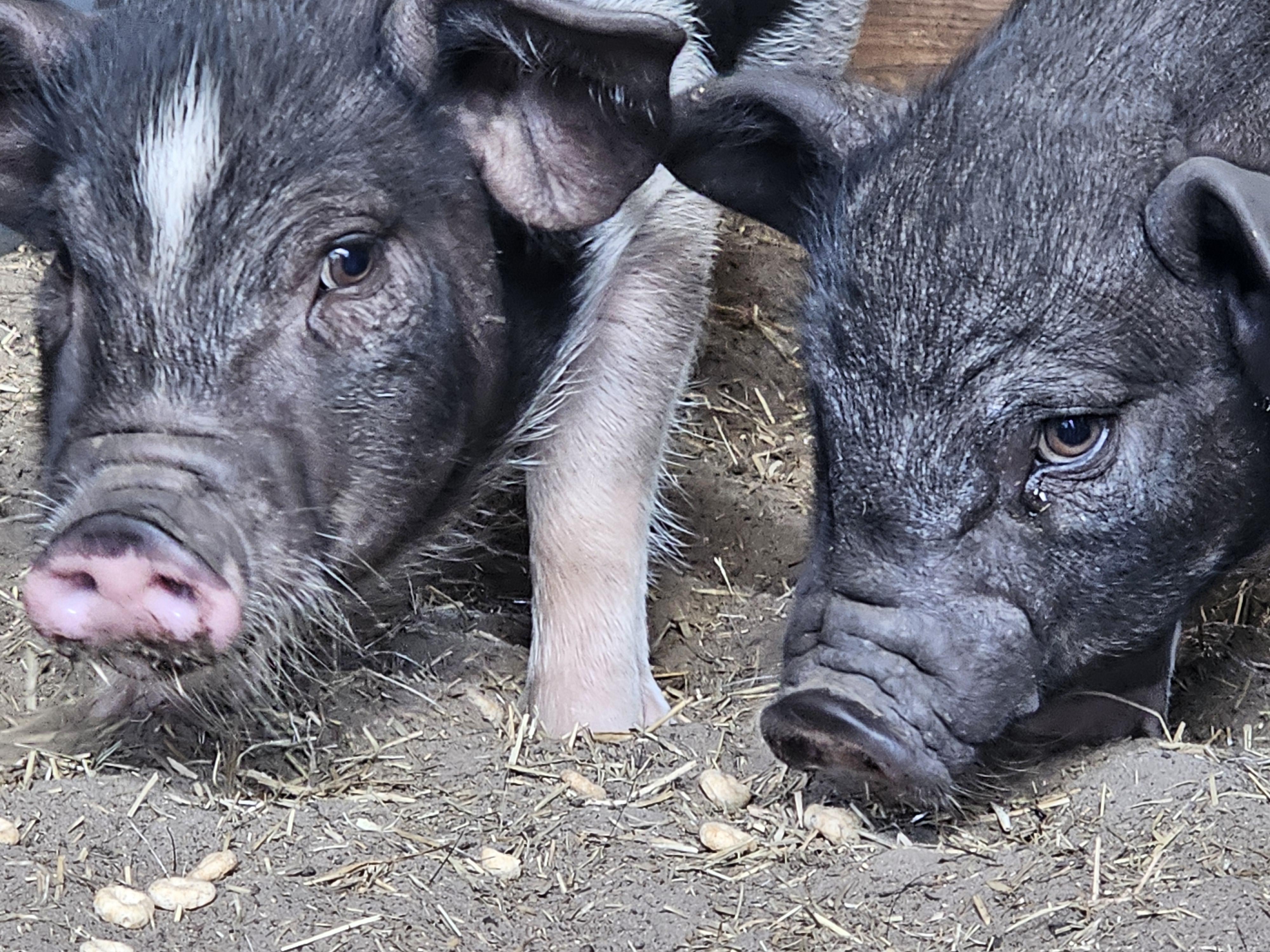 BASHFUL, SLEEPY, SNEEZY, and GRUMPY, an adopted mixed breed in Jacksonville, FL image 4/6