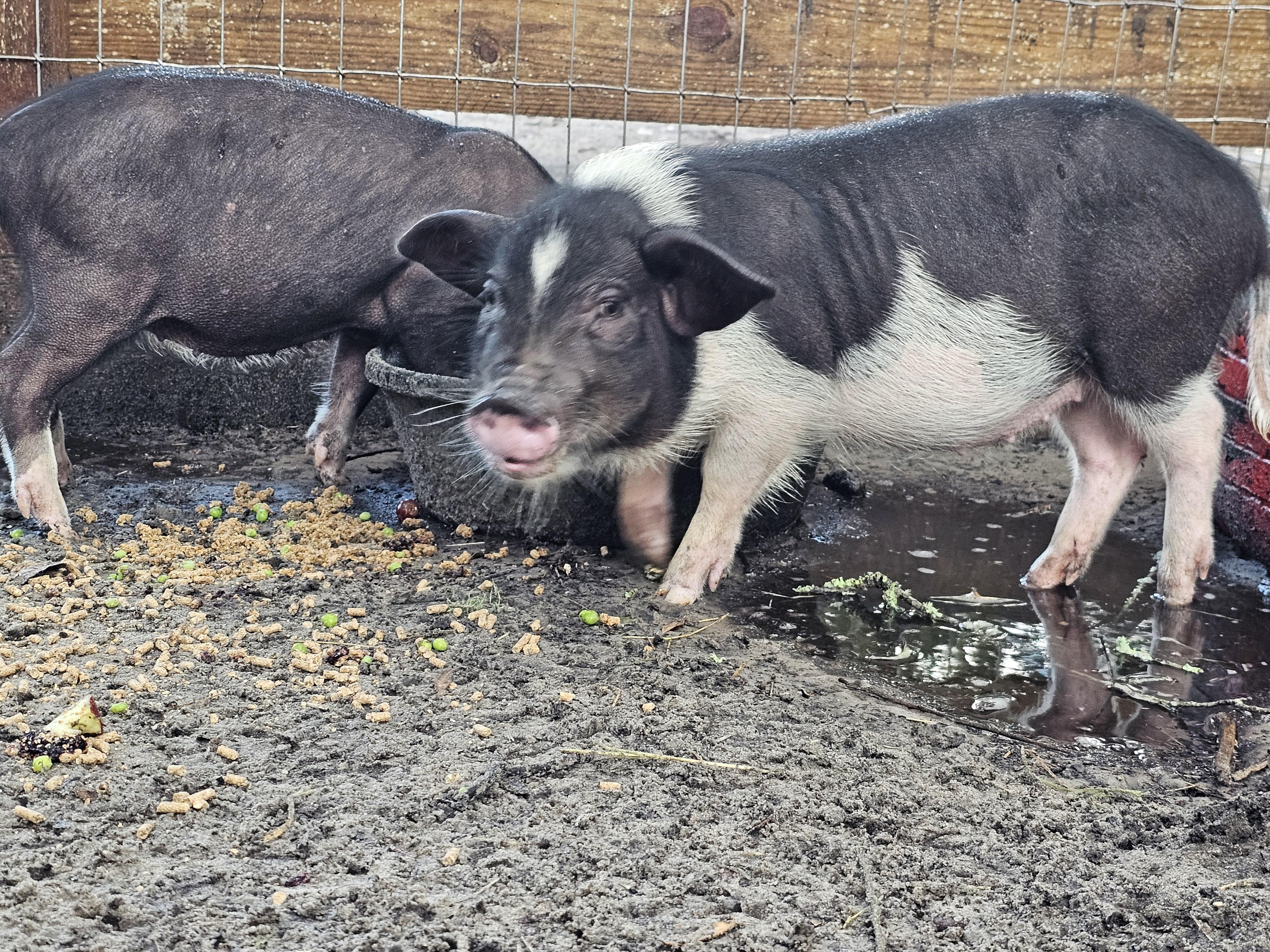 BASHFUL, SLEEPY, SNEEZY, and GRUMPY, an adopted mixed breed in Jacksonville, FL image 5/6