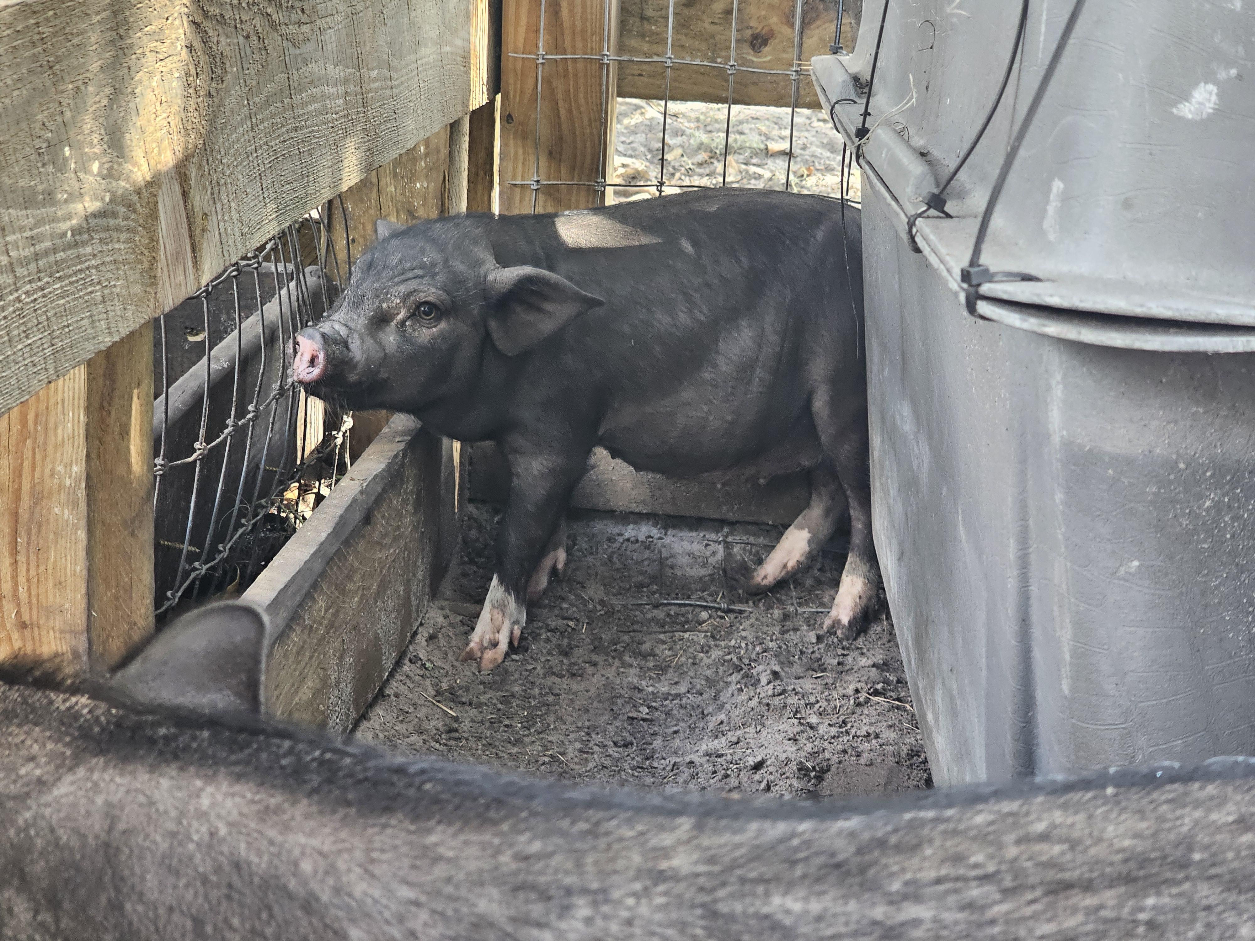 BASHFUL, SLEEPY, SNEEZY, and GRUMPY, an adopted mixed breed in Jacksonville, FL image 6/6