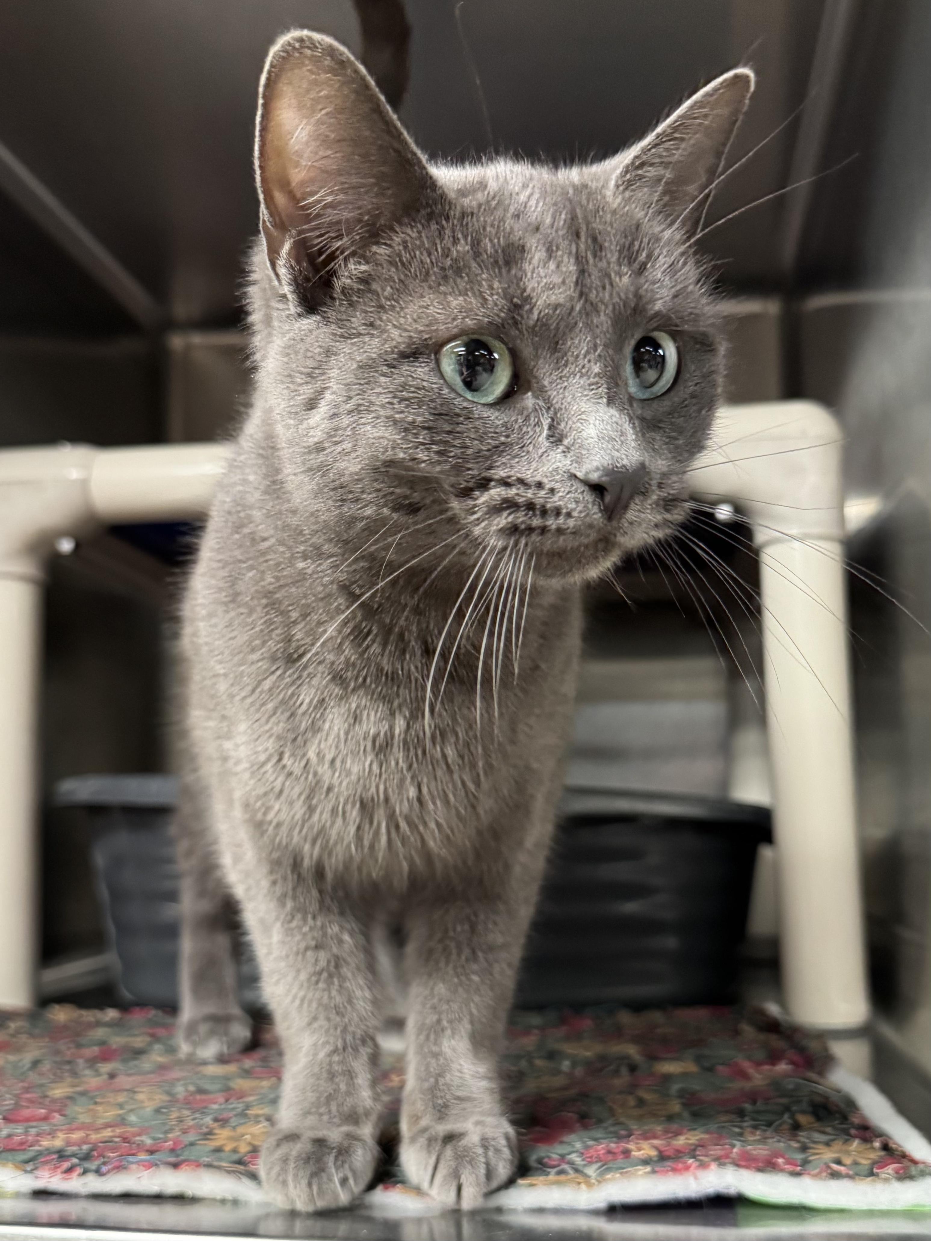 CASSANDRA, adopted, Adult Female Domestic Short Hair.