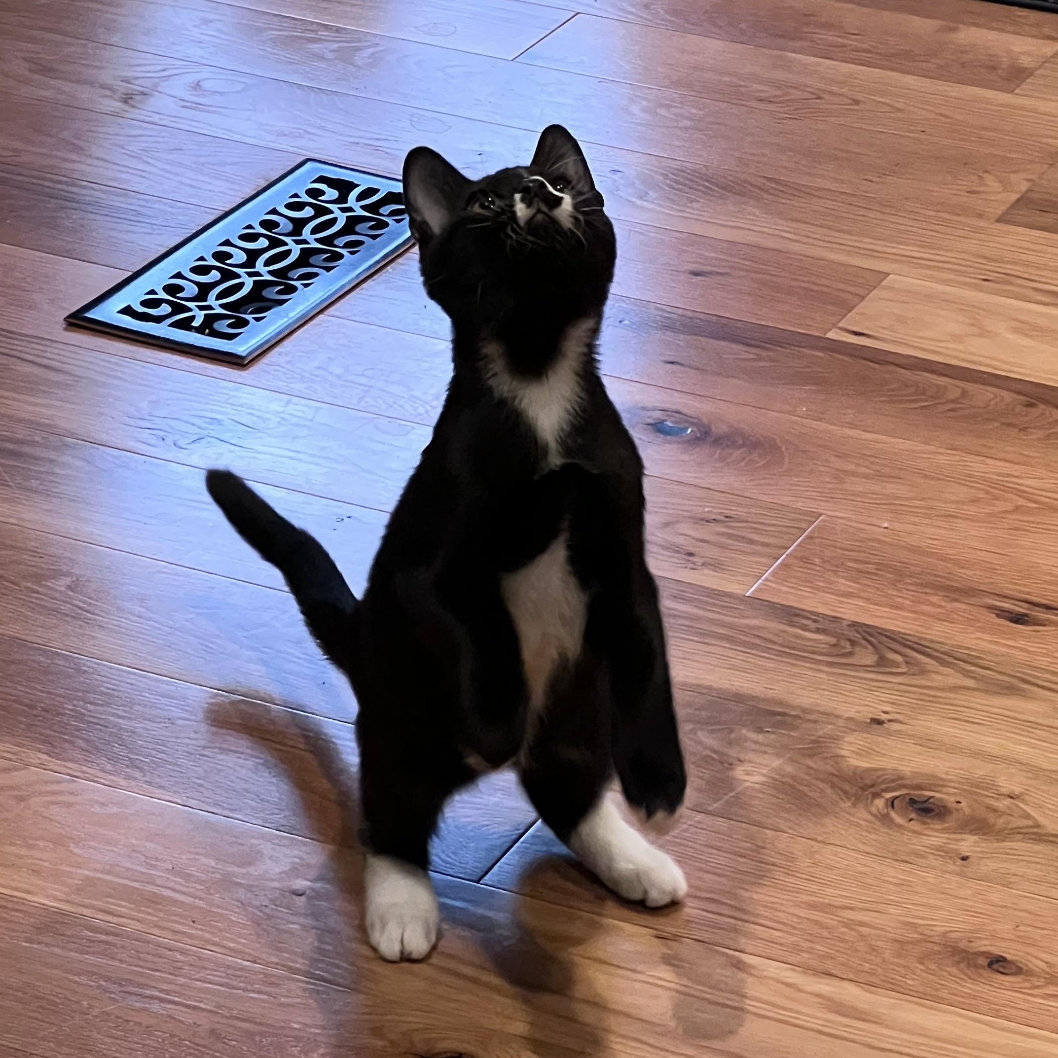 Enlarge Moe, a ADOPTABLE Domestic Medium Hair in Portland, OR image 5/5