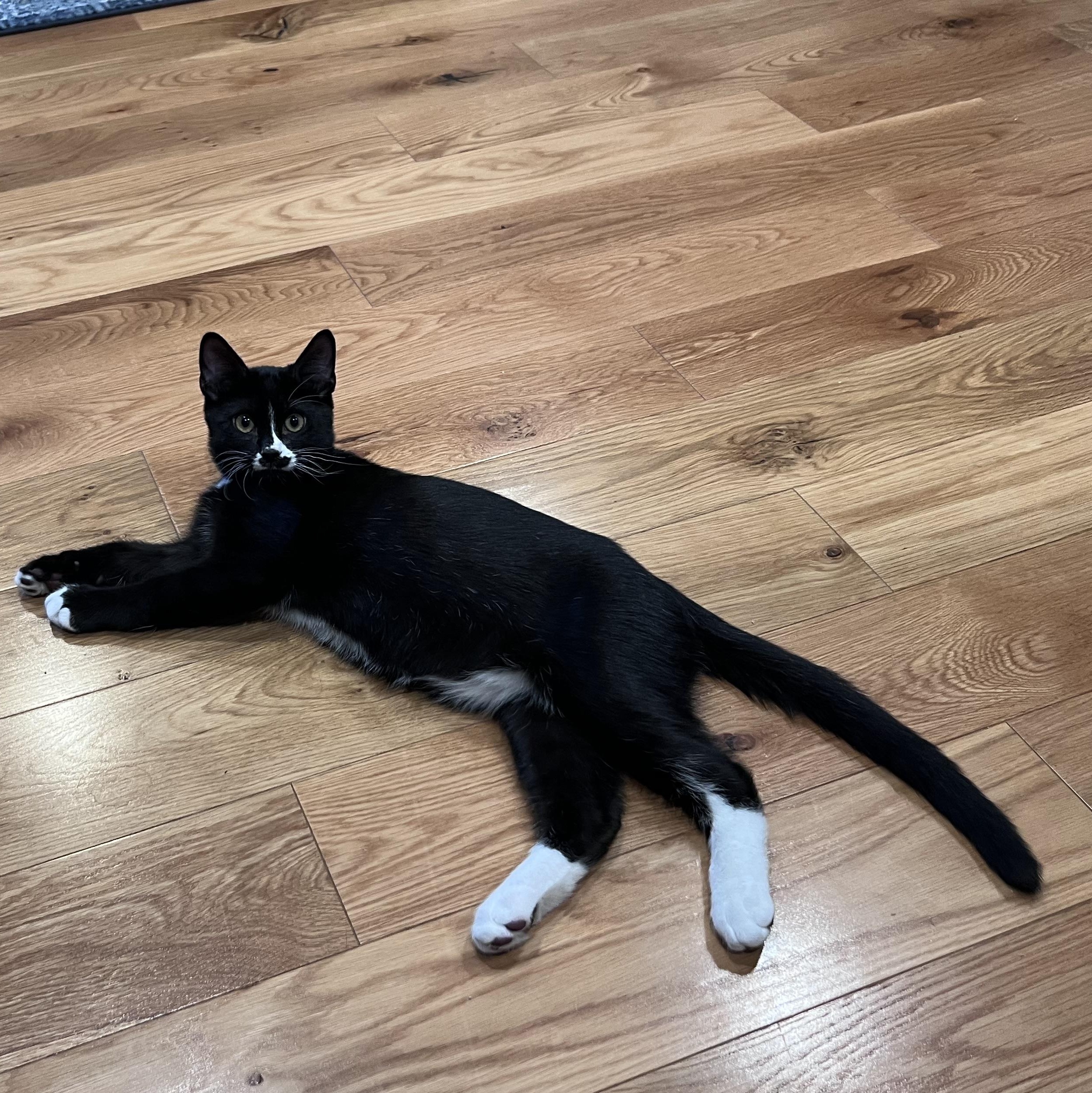 Enlarge Moe, a ADOPTABLE Domestic Medium Hair in Portland, OR image 4/5