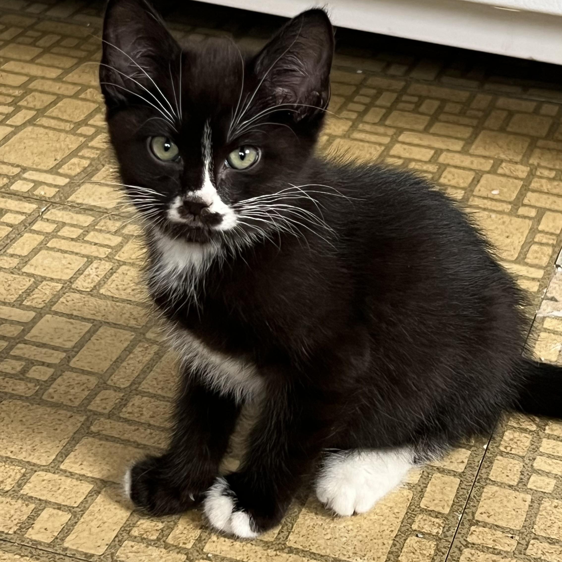 Enlarge Moe, a ADOPTABLE Domestic Medium Hair in Portland, OR image 2/5