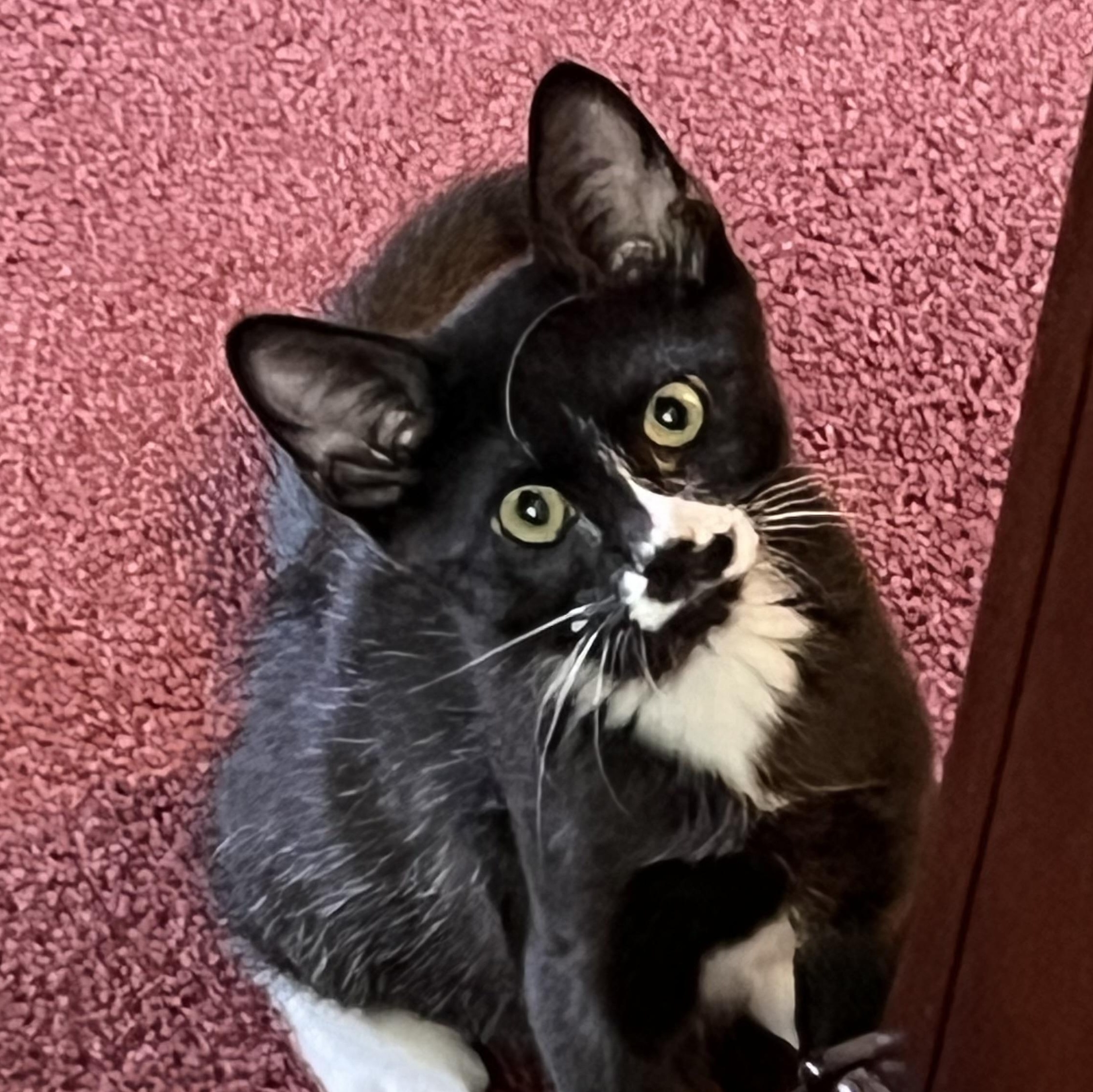 Moe, ADOPTABLE, Kitten Male Domestic Medium Hair.