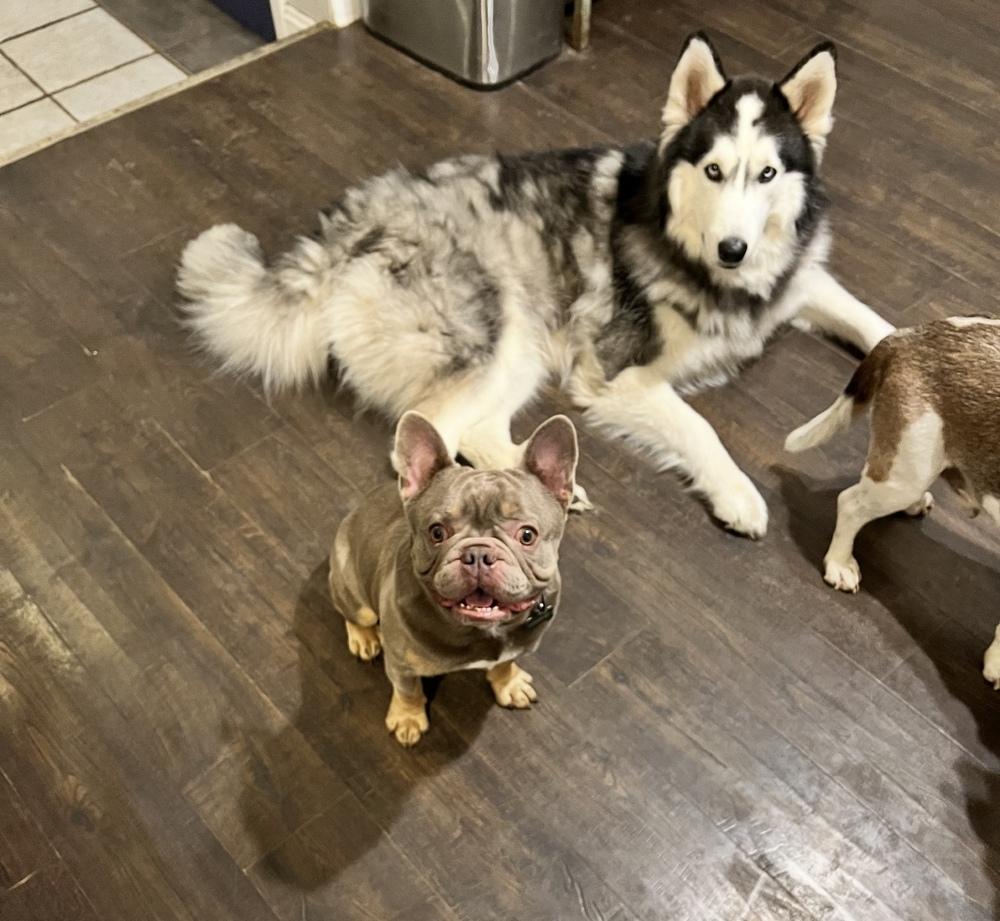 Ham, Adoptable, Young Male French Bulldog.