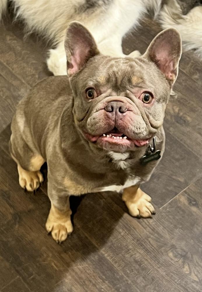 Enlarge Ham, a Adoptable French Bulldog in Cheektowaga, NY image 2/2