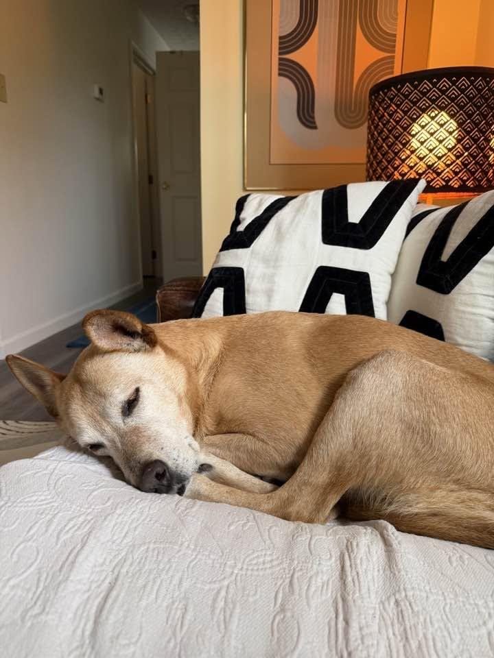 Helen (10yo, 53lbs), Adoptable, Senior Female Shepherd & Labrador Retriever.