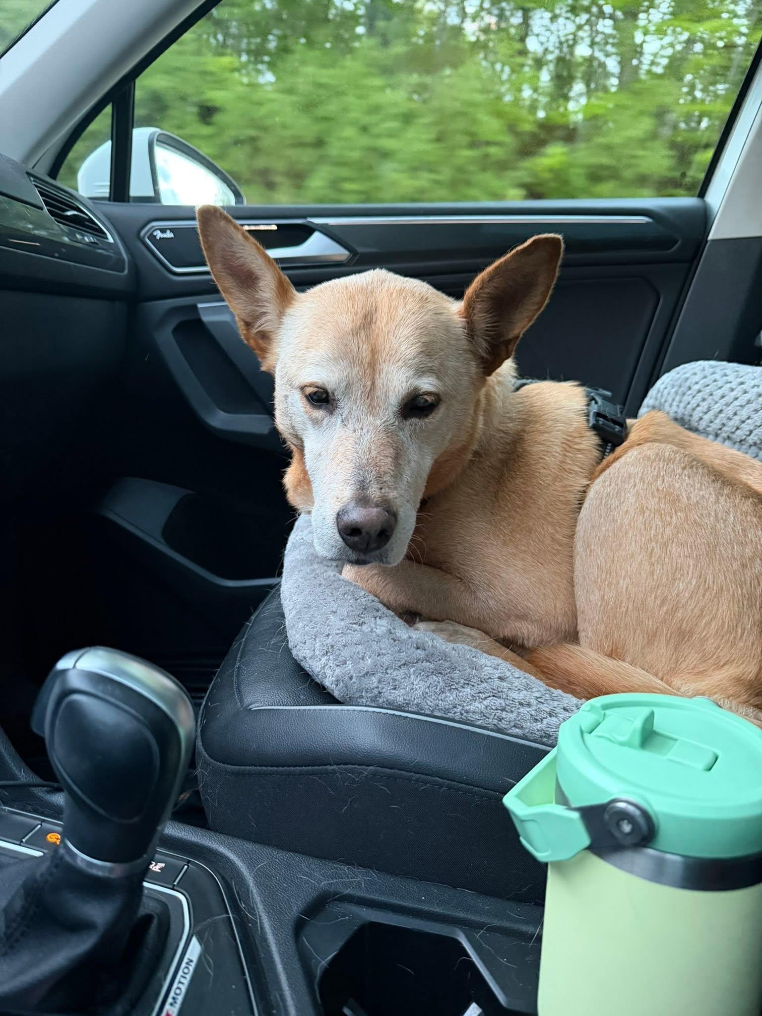 Enlarge Helen (10yo, 53lbs), a Adoptable mixed breed in Hinton, WV image 2/3