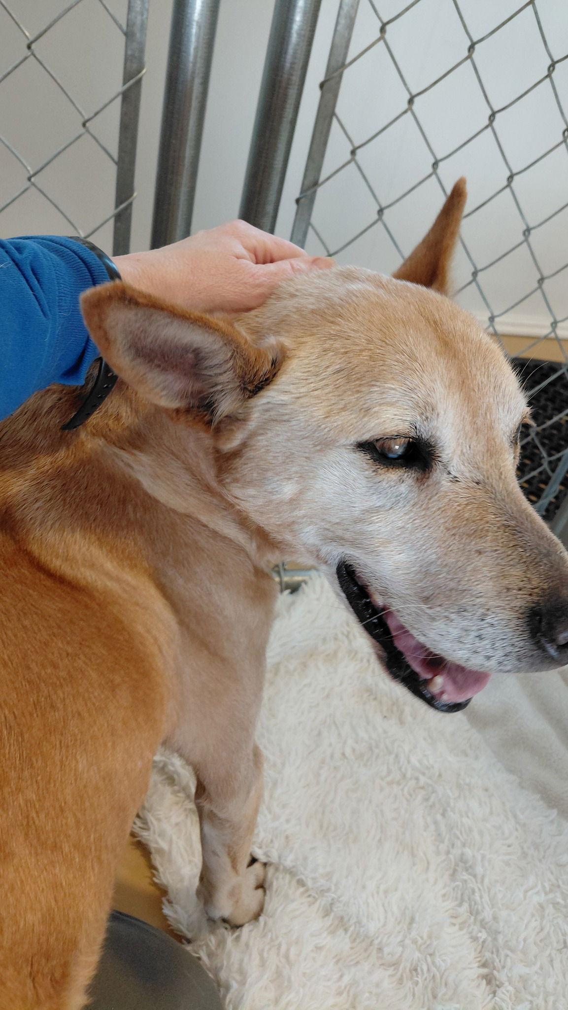 Helen (10yo, 40lbs), Adoptable, Senior Female Shepherd & Labrador Retriever.