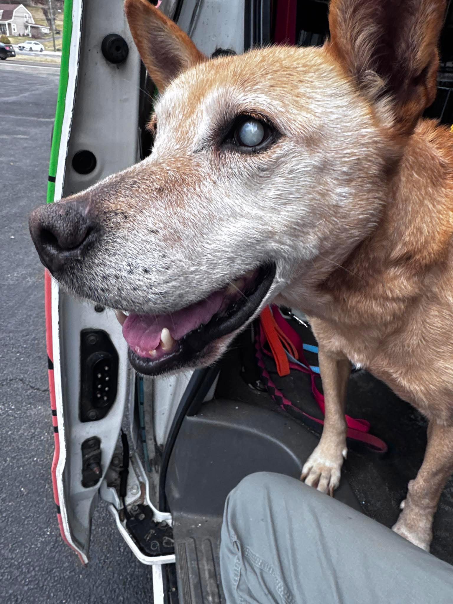 Helen (10yo, 40lbs), a Adoptable mixed breed in Hinton, WV image 2/3