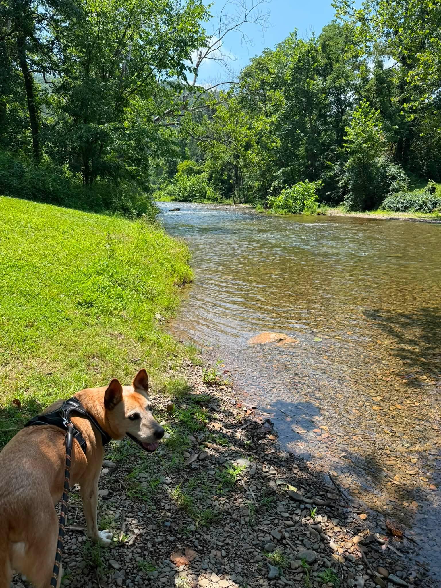 Enlarge Helen (10yo, 53lbs), a Adoptable mixed breed in Hinton, WV image 3/3