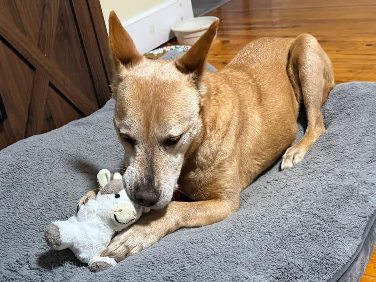 Helen (10yo, 40lbs), a Adoptable mixed breed in Hinton, WV image 3/3