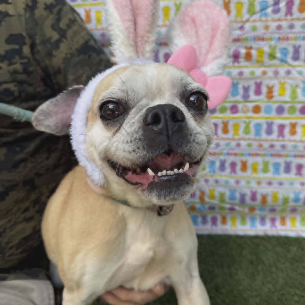 Sophia, Adoptable, Adult Female Pug & Mixed Breed.