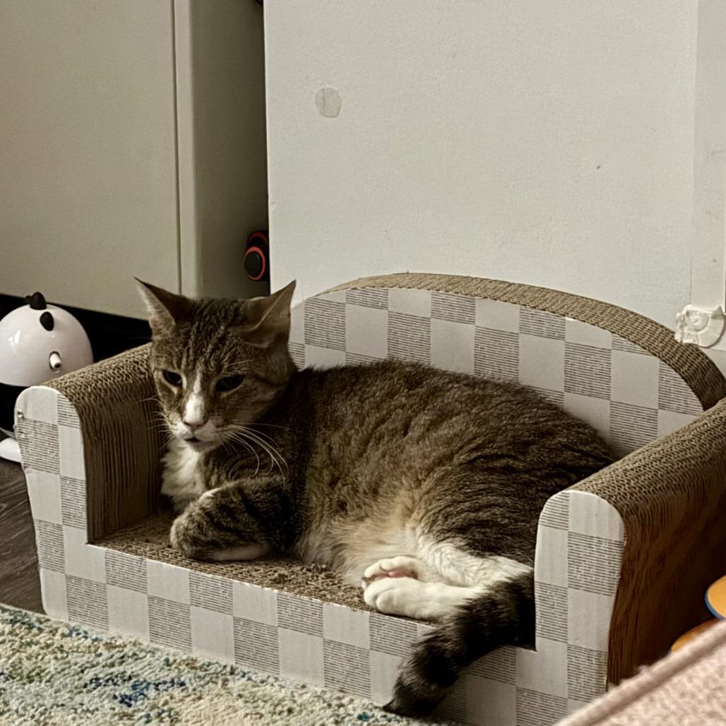 Enlarge Mac, a Adoptable Domestic Short Hair in New York, NY image 1/6