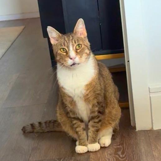 Enlarge Mac, a Adoptable Domestic Short Hair in New York, NY image 2/6