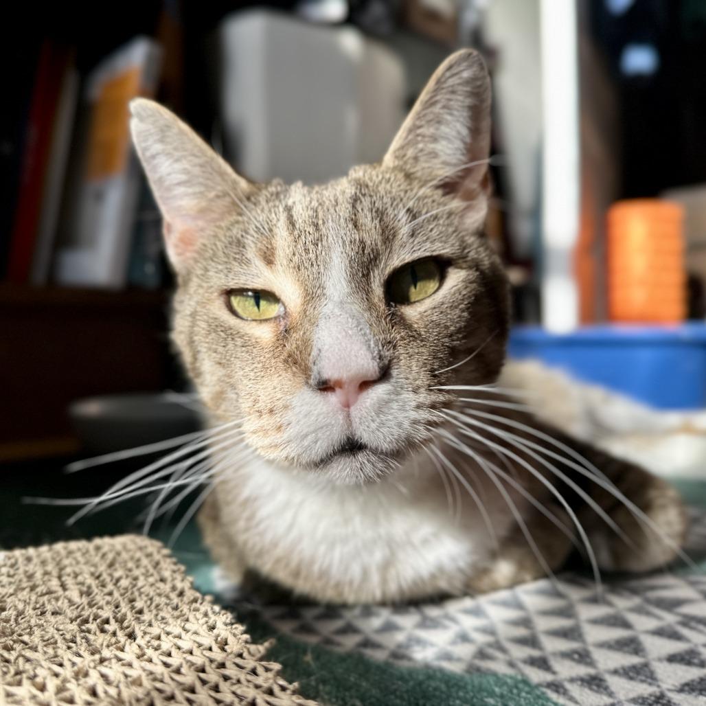 Enlarge Mac, a Adoptable Domestic Short Hair in New York, NY image 3/6