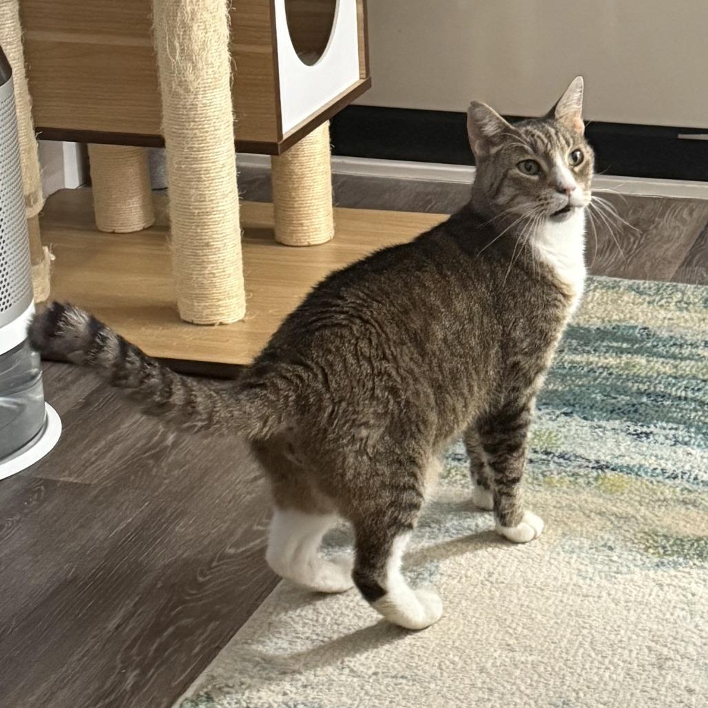 Enlarge Mac, a Adoptable Domestic Short Hair in New York, NY image 4/6