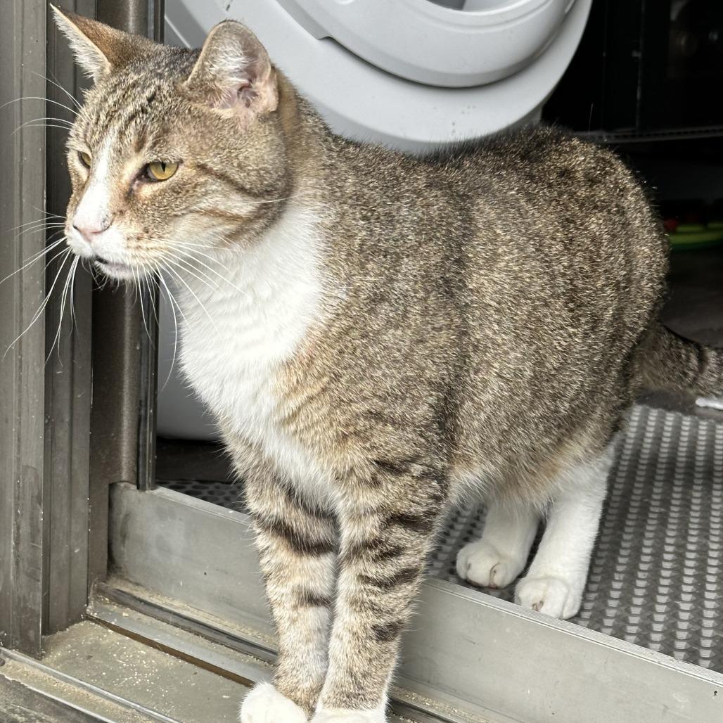 Enlarge Mac, a Adoptable Domestic Short Hair in New York, NY image 5/6