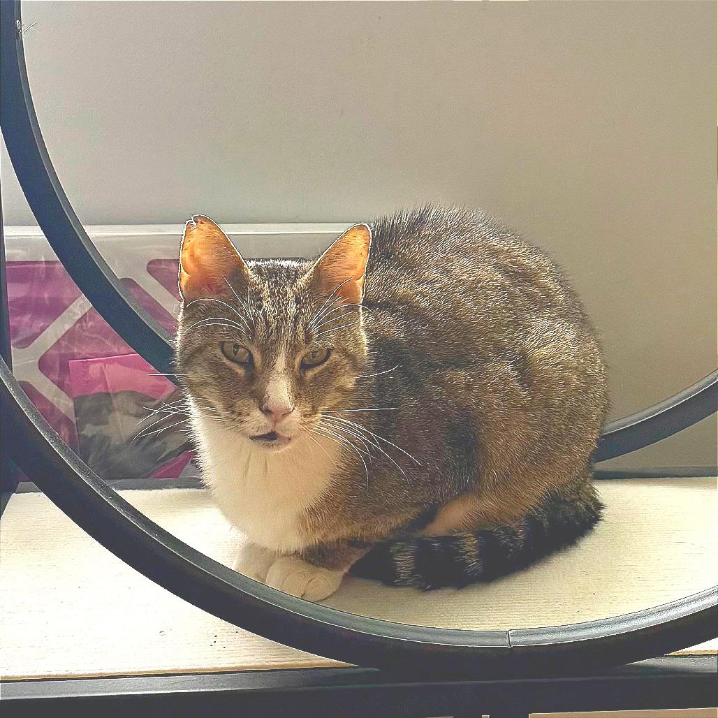 Enlarge Mac, a Adoptable Domestic Short Hair in New York, NY image 6/6