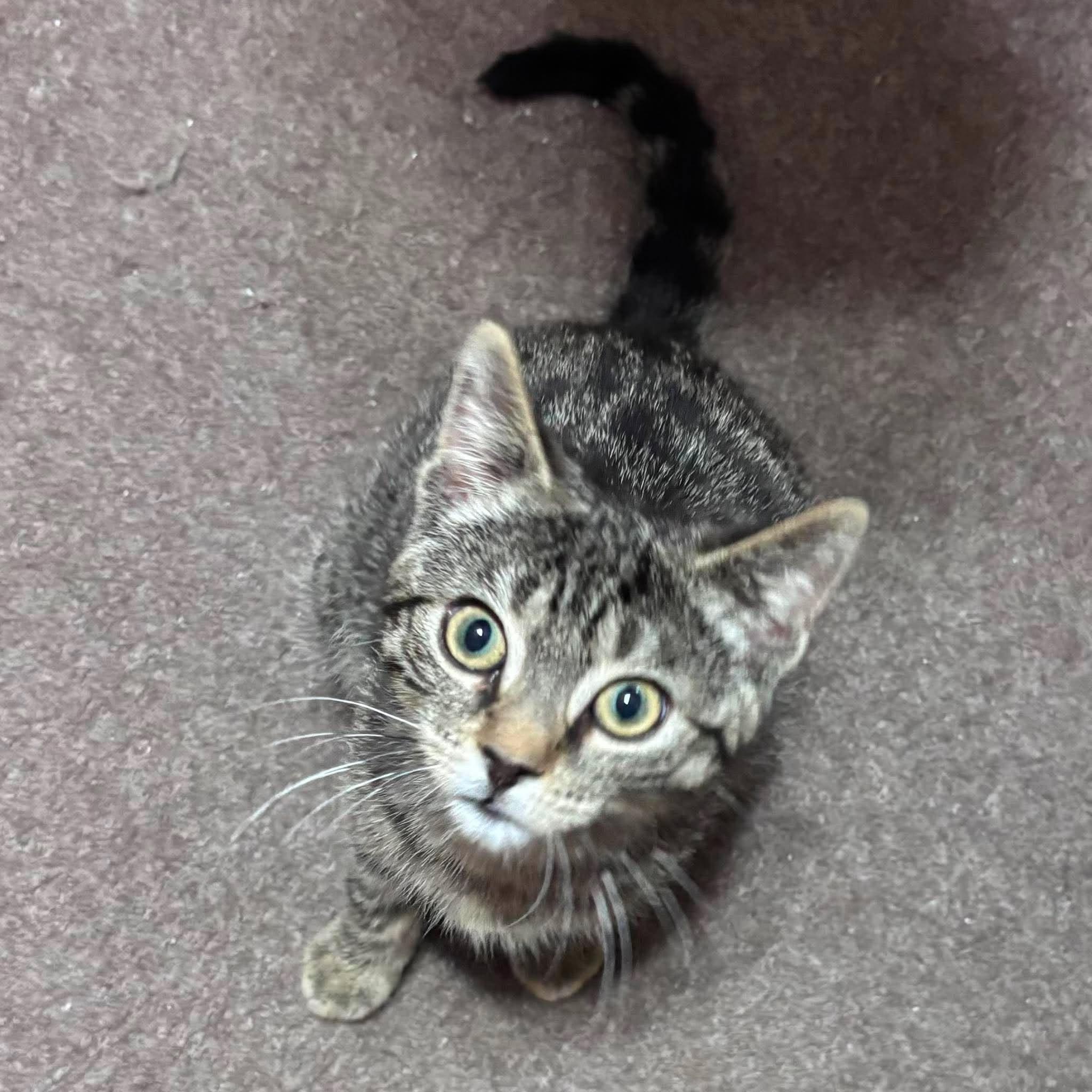 GLUE STICK, a Adoptable Domestic Short Hair in Tillsonburg, ON image 2/2