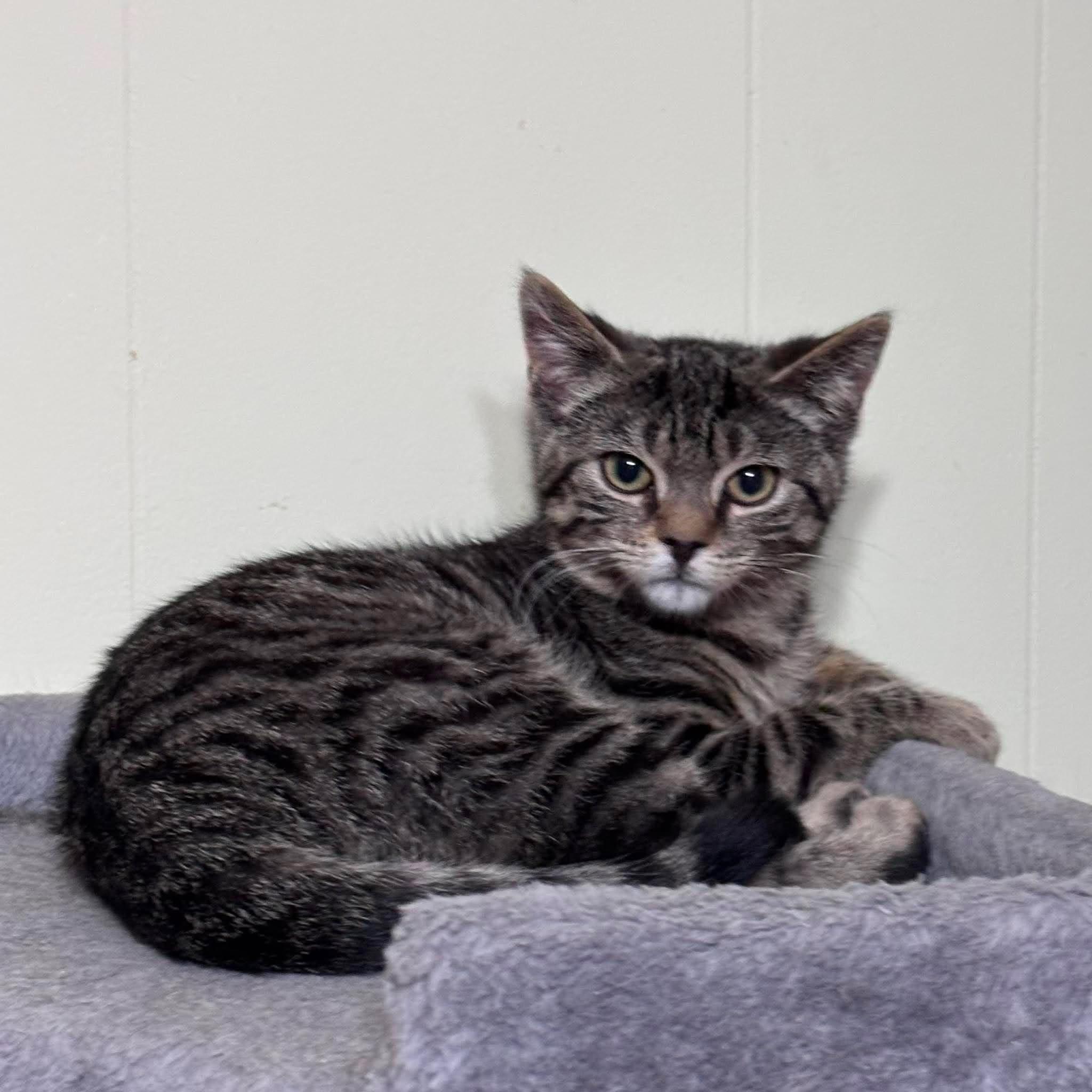 GLUE STICK, a Adoptable Domestic Short Hair in Tillsonburg, ON image 1/2