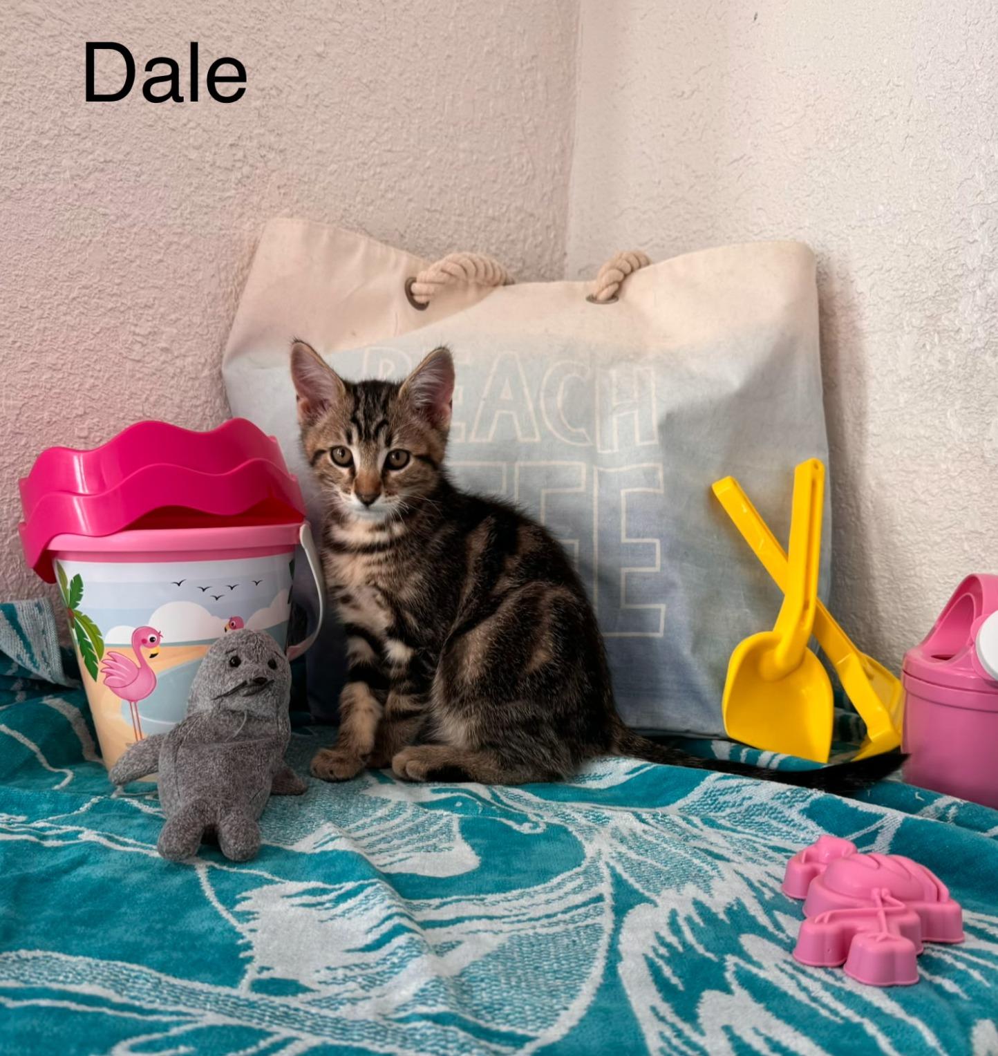 Dale, Adoptable, Kitten Male Domestic Short Hair.