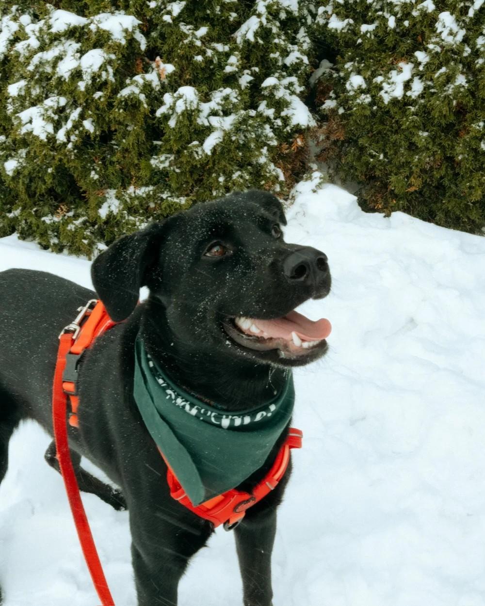 Enlarge Teddy, an adopted mixed breed in laval, QC image 2/3